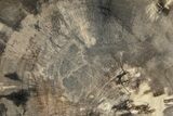 Polished Petrified Wood (Dicot) Round - Texas #289420-1